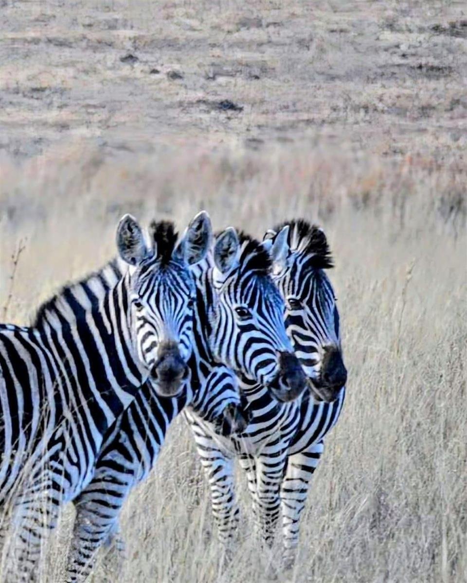 Farm Ranch in City of Tshwane Metropolitan Municipality, Gauteng, South Africa 5 - 17467298