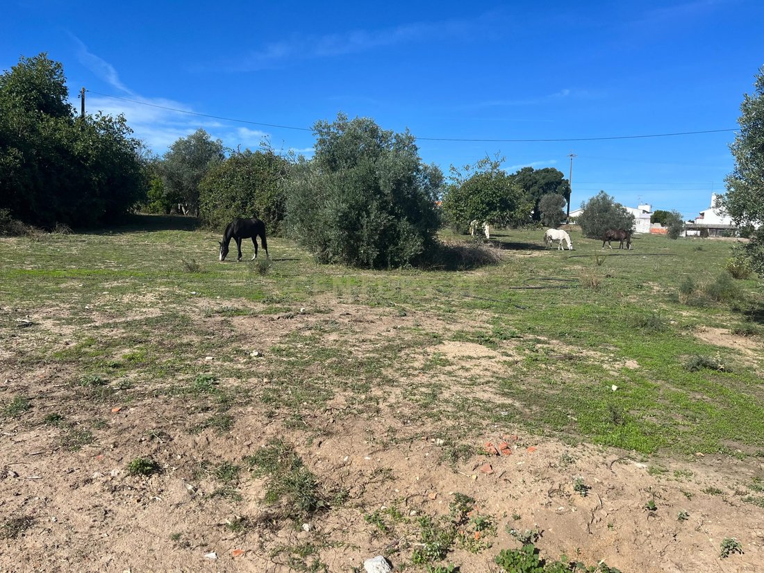 Land in Alcanhoes, Santarem District, Portugal 2 - 17467414