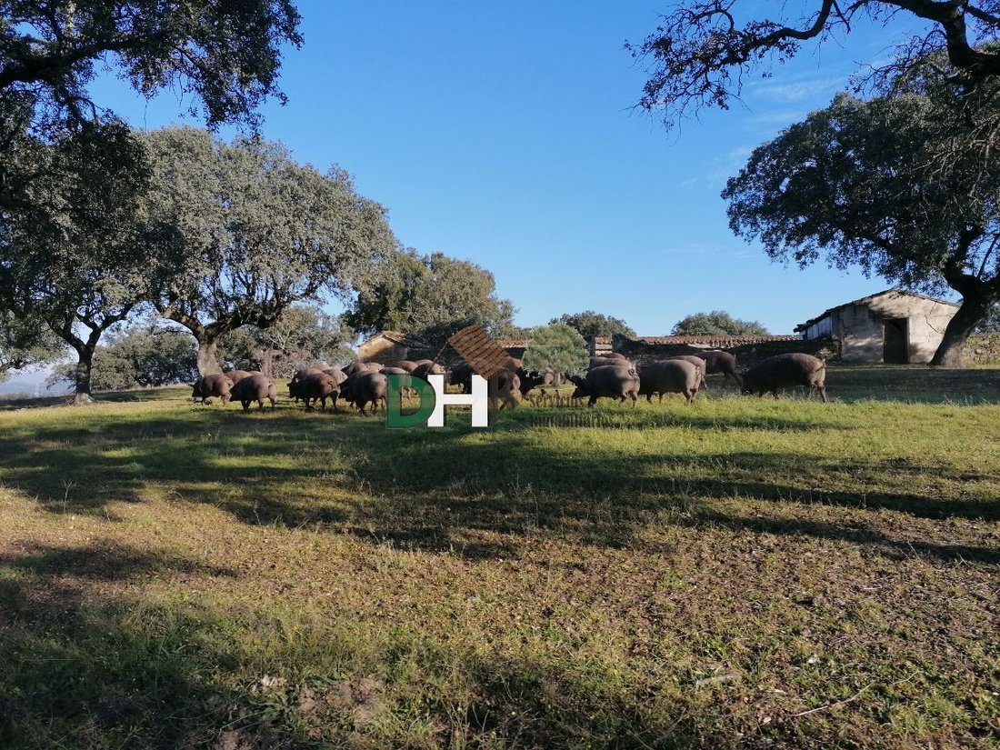 Land in Cáceres, Extremadura, Spain 1 - 13111402