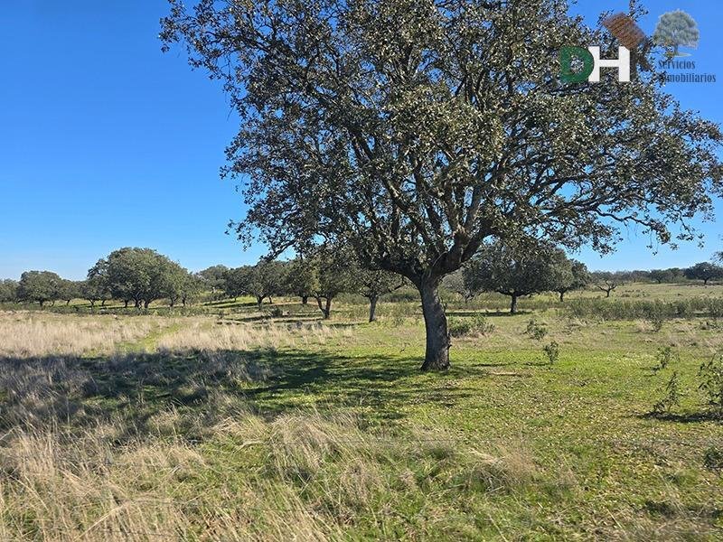 Land in Cáceres, Extremadura, Spain 5 - 17306191