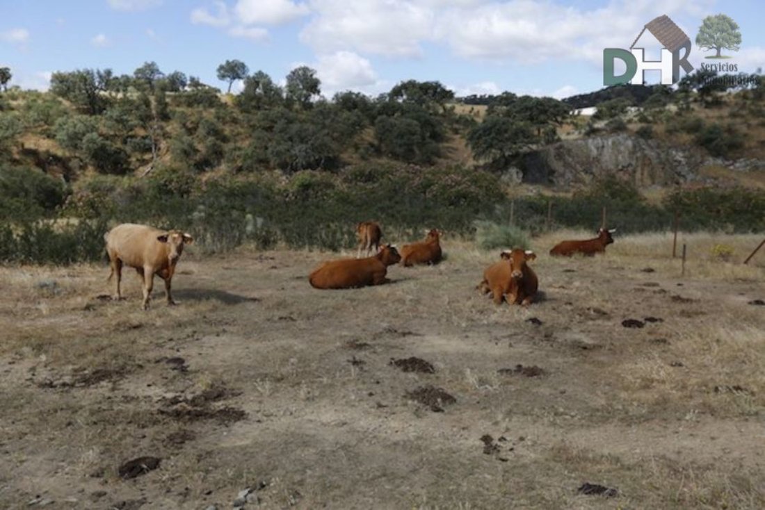 Land in Badajoz, Extremadura, Spain 3 - 13111168