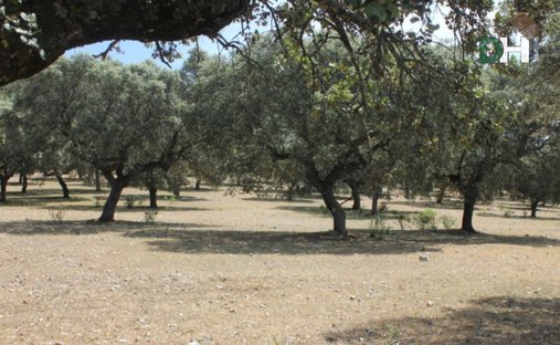 Land in Cáceres, Extremadura, Spanien 1