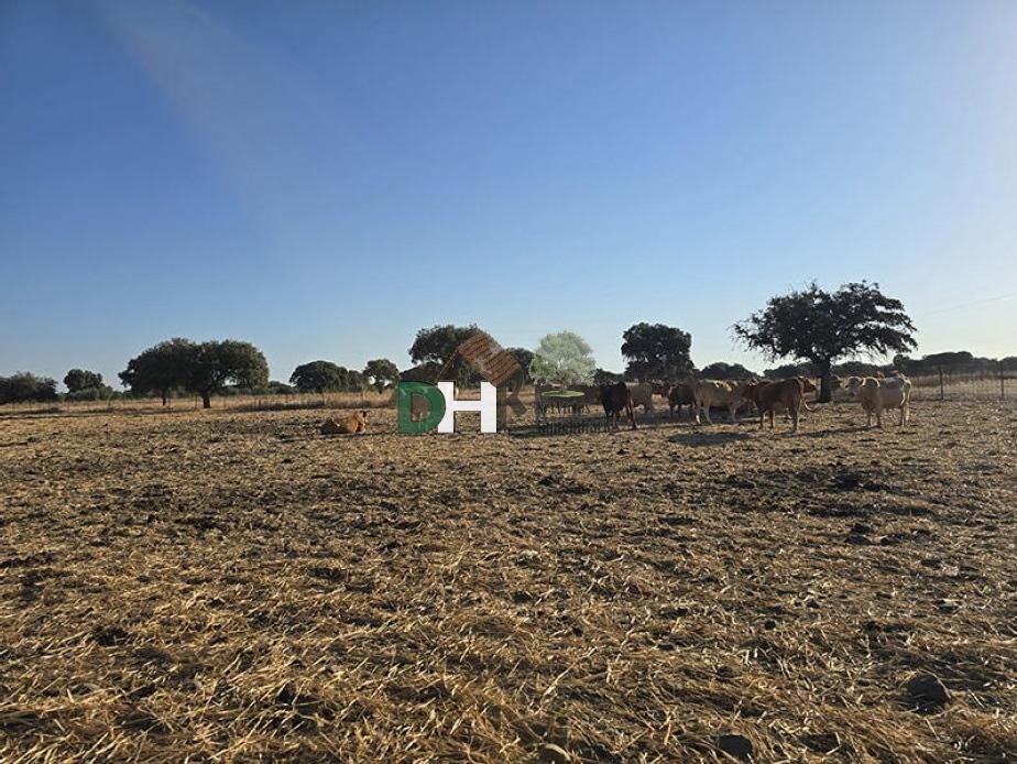 Land in Badajoz, Extremadura, Spanien 2 - 16462926