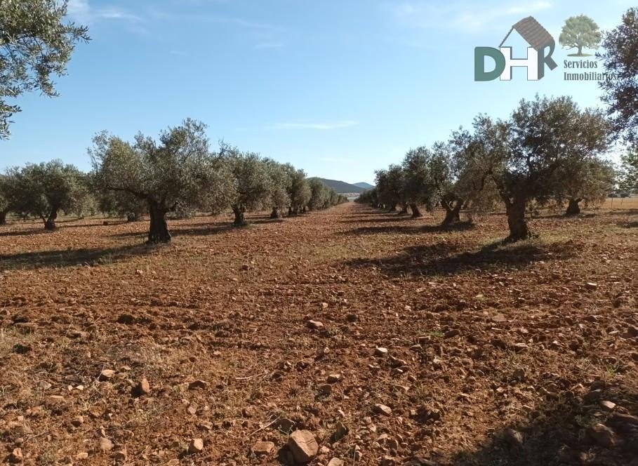 Land in Ciudad Real, Kastilien-La Mancha, Spanien 5 - 16948698
