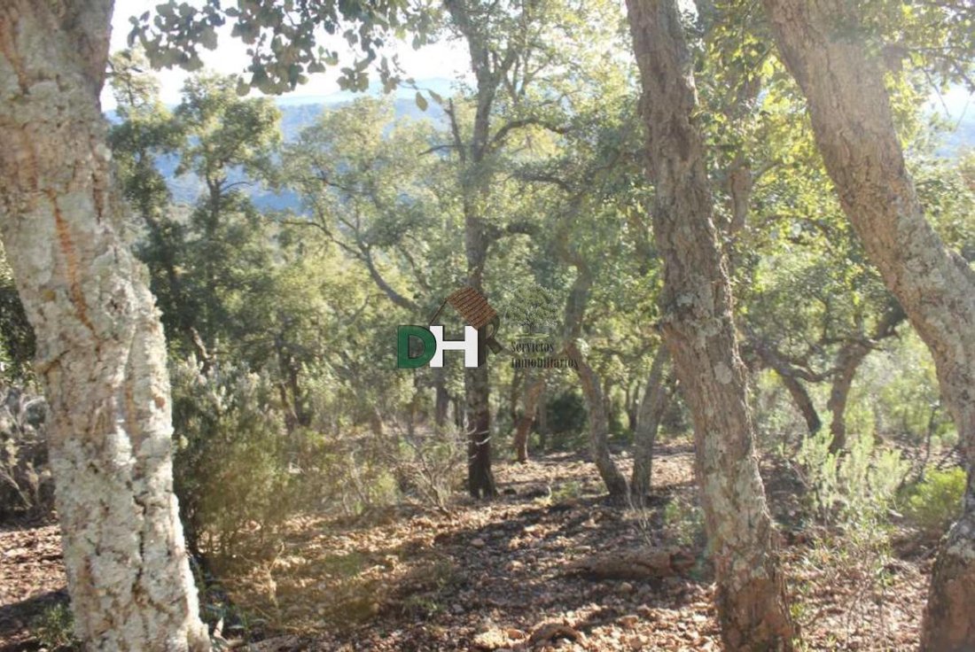 Land in Cáceres, Extremadura, Spanien 3 - 15500994