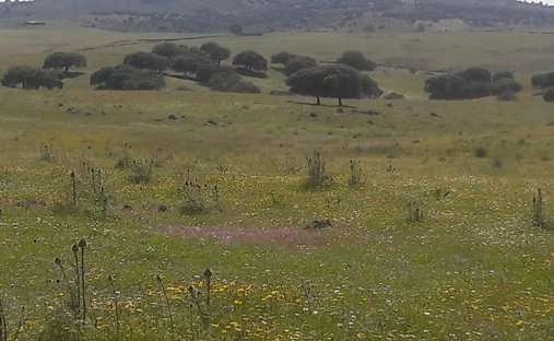 Terreno a Badajoz, Estremadura, Spagna 1