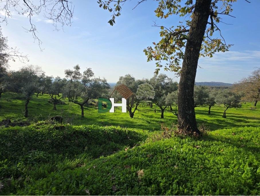 Land in Cáceres, Extremadura, Spain 4 - 14975378