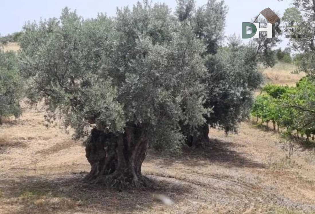 Land in Spain 5 - 13111479