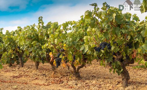 Terreno a Miguelturra, Castiglia-La Mancia, Spagna 1