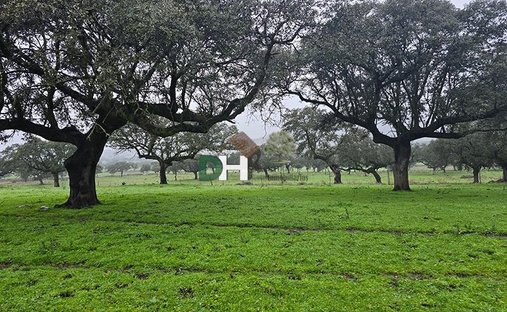 Land in Cáceres, Extremadura, Spain 1