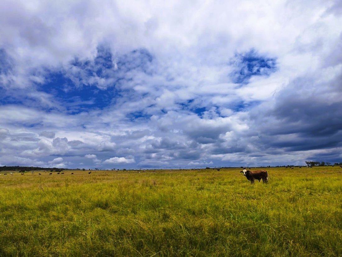 Farm Ranch in Braamfontein, Gauteng, South Africa 1 - 17470929