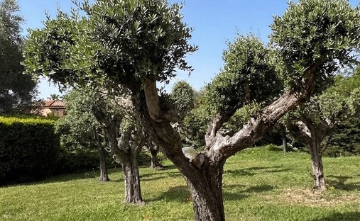 Land in Grimaud, Provence-Alpes-Côte d'Azur, France 1