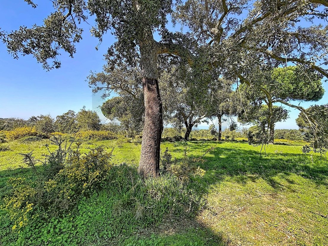 Land in Santiago, Setubal, Portugal 3 - 17469096