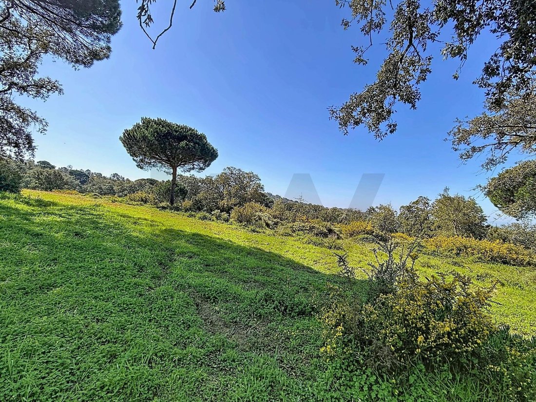 Land in Santiago, Setubal, Portugal 4 - 17469096