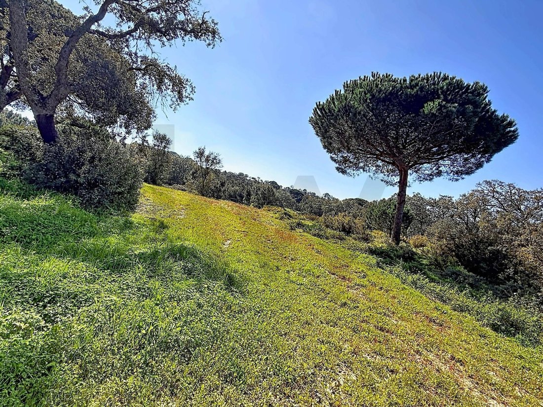 Land in Santiago, Setubal, Portugal 5 - 17469096