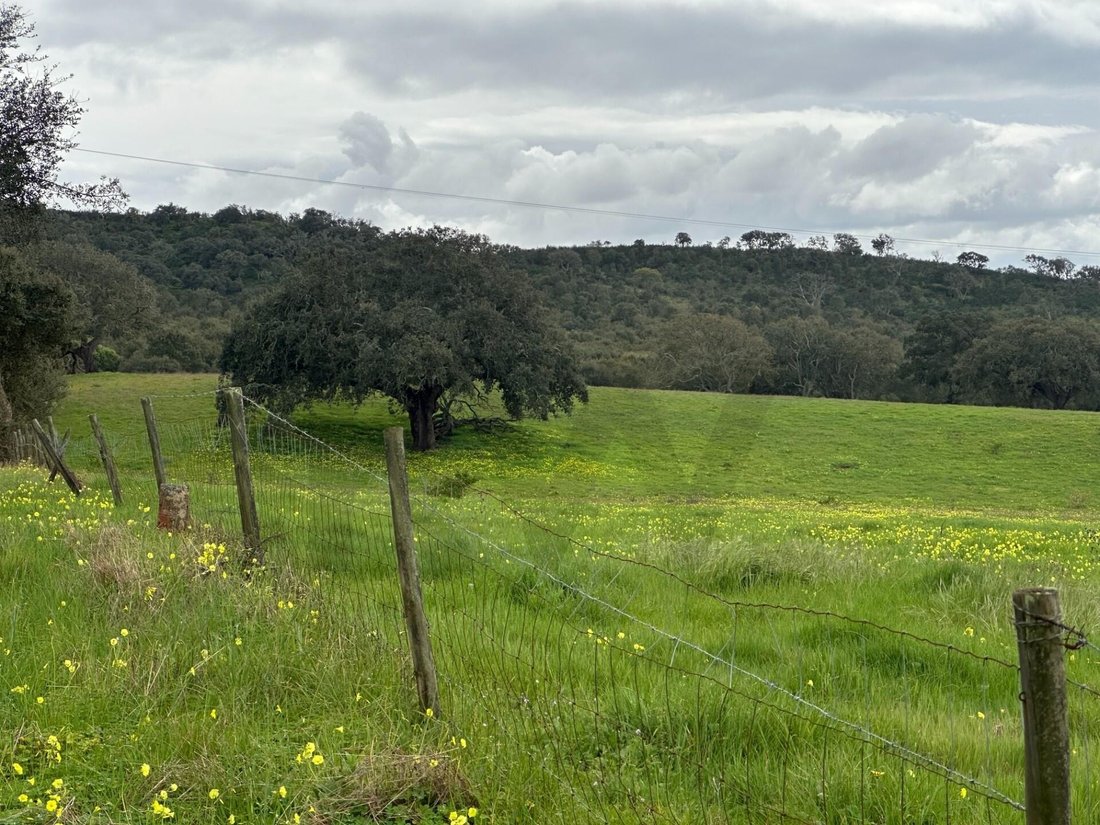 Farm Ranch in Vila Nova de Milfontes, Beja District, Portugal 3 - 17476817