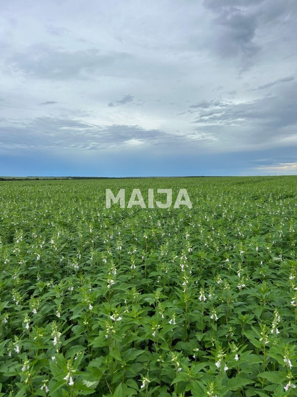 Land in Confresa, Alta Floresta, Brazil 5 - 17486720