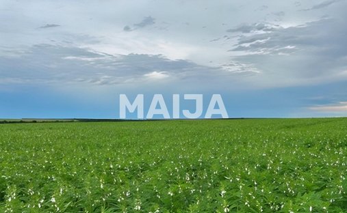 Land in Confresa, Alta Floresta, Brazil 1