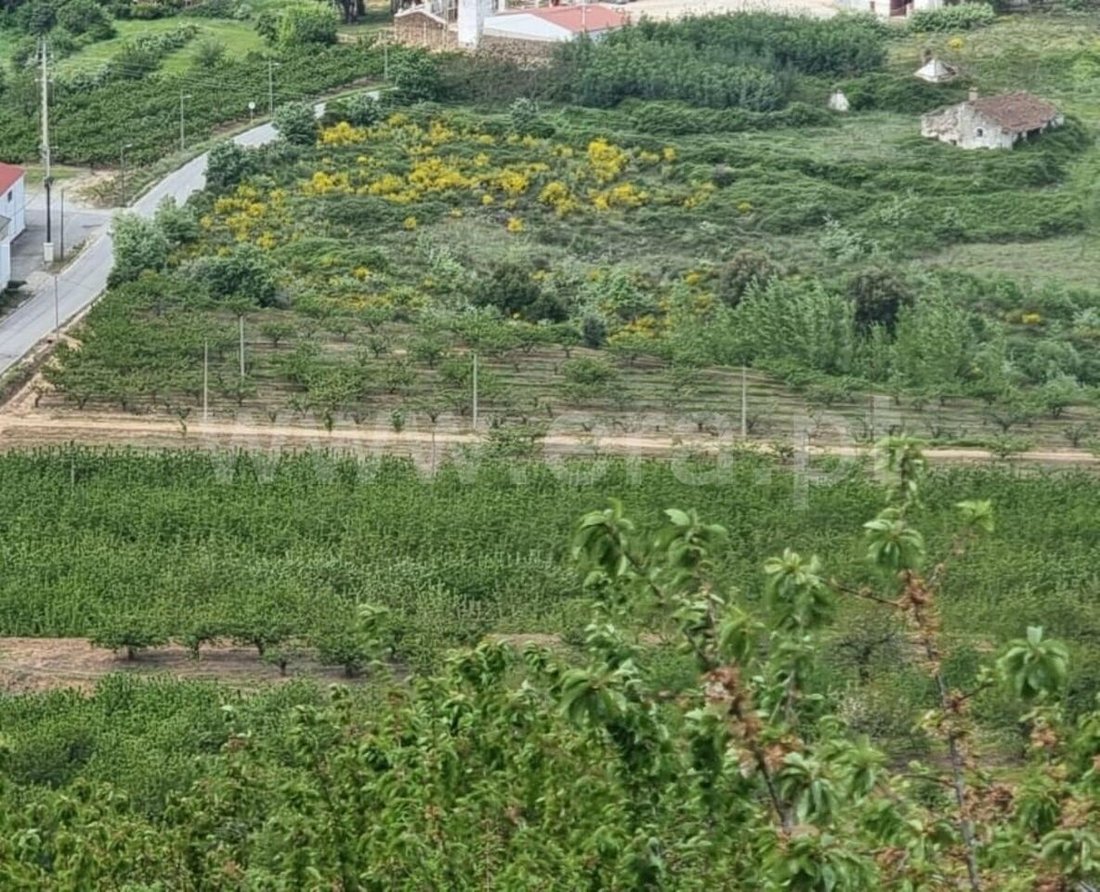 Farm Ranch in Uniao do Grande Fundao, Castelo Branco District, Portugal 1 - 16006923