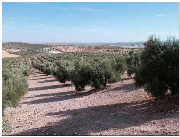 Farm Ranch in Osuna, Andalusia, Spain 1 - 17492033