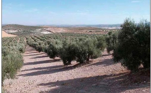 Azienda agricola a Osuna, Andalusia, Spagna 1