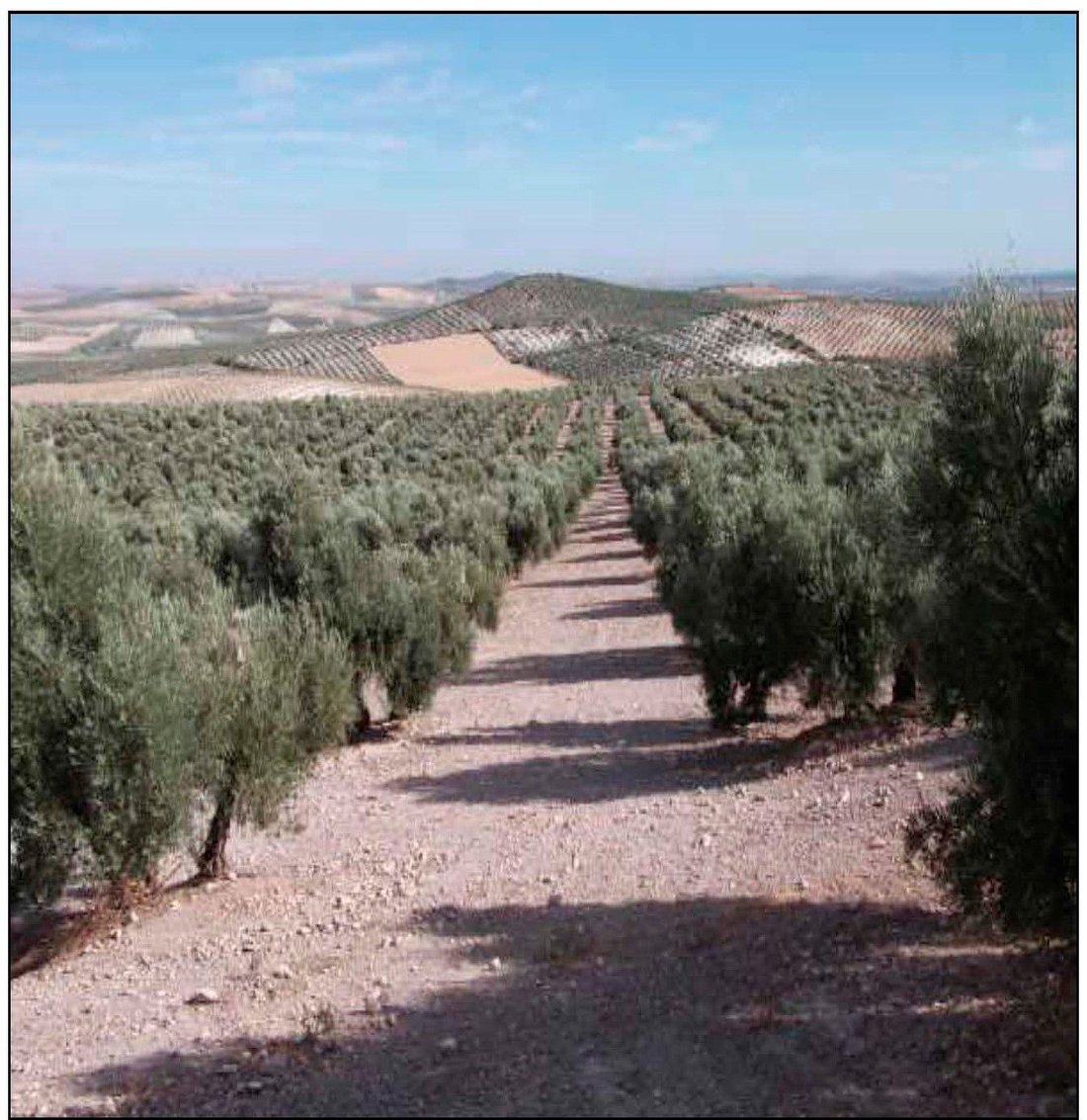 Farm Ranch in Osuna, Andalusia, Spain 2 - 17492033