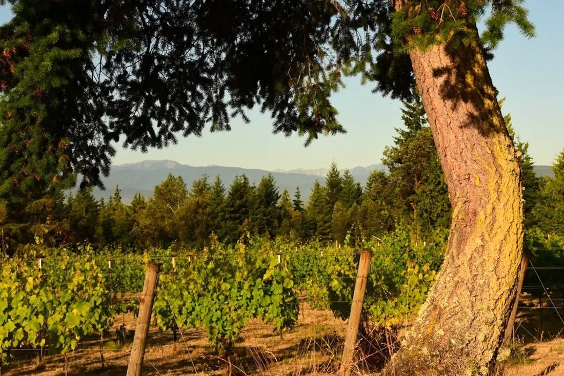 Farm Ranch in Port Townsend, Washington, United States 5 - 16291243