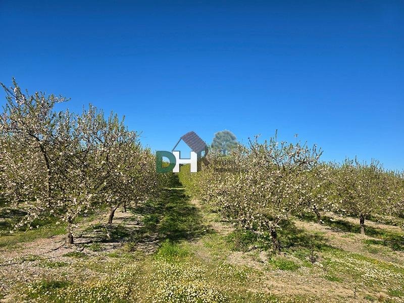 Land in Cáceres, Extremadura, Spain 1 - 17496433