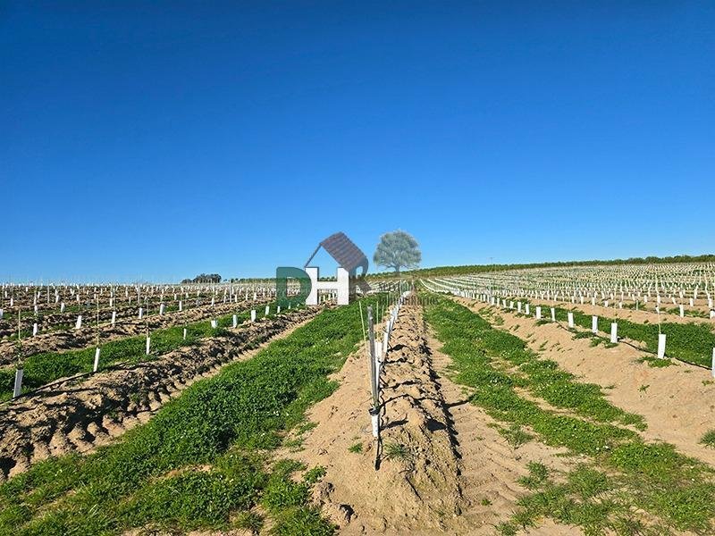 Land in Cáceres, Extremadura, Spain 4 - 17496433