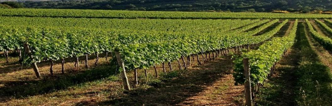 Farm Ranch in Scansano, Tuscany, Italy 2 - 17497597