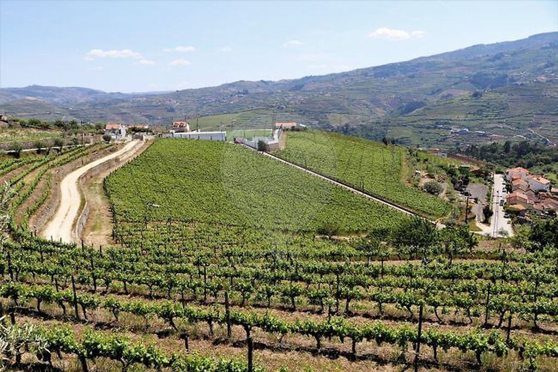 Finca in Fontelas, Vila Real District, Portugal 4 - 17494653