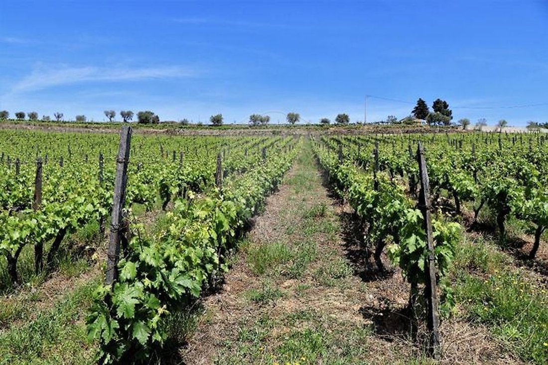 Finca in Fontelas, Vila Real District, Portugal 2 - 17494653