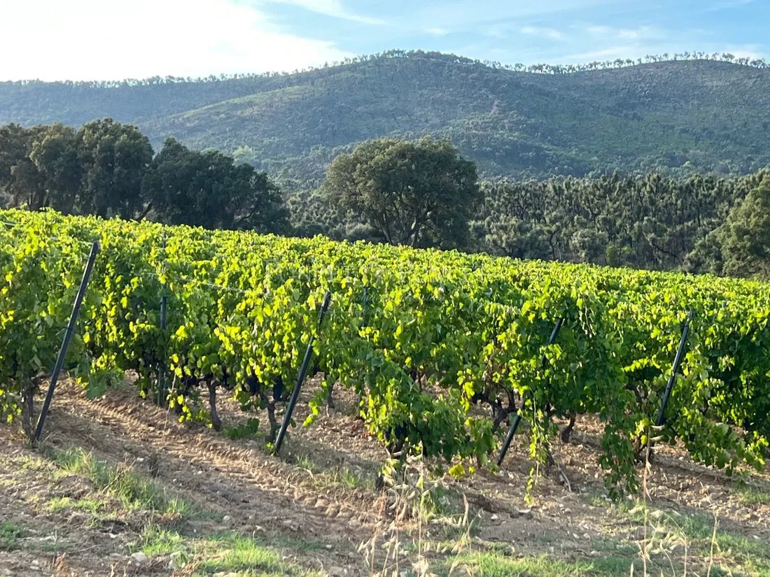 Farm Ranch in Zone Est Diffuse, Saint-Tropez, France 3 - 17504529