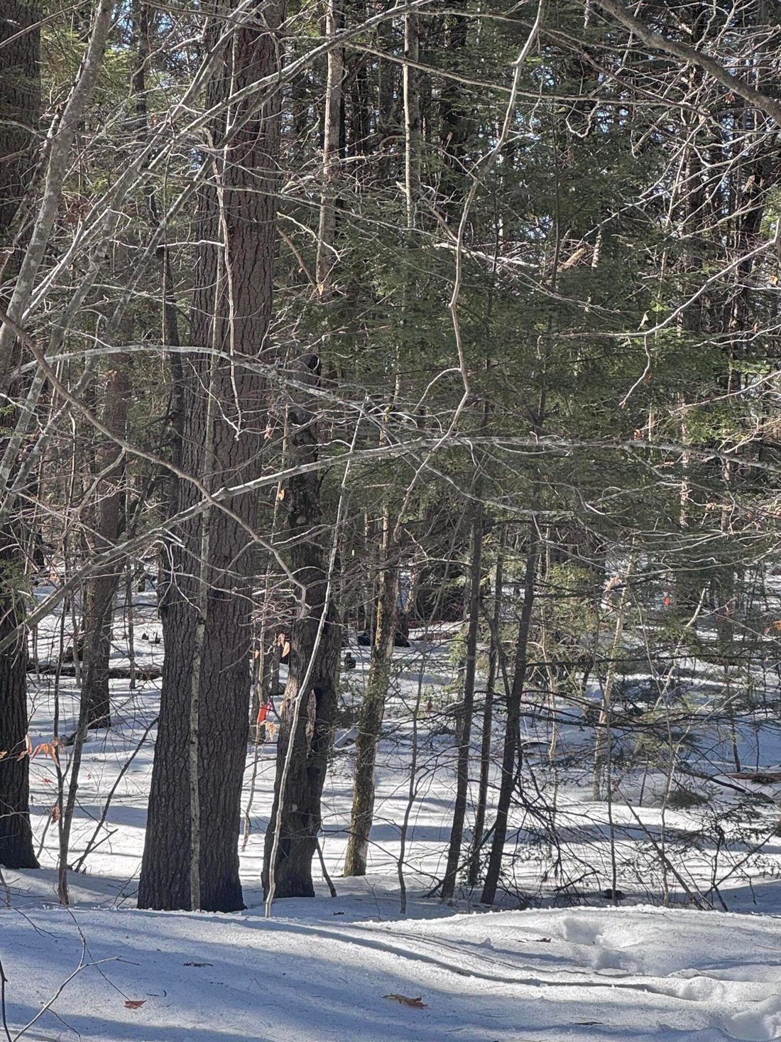 Land in Windham, Maine, United States 4 - 17516414