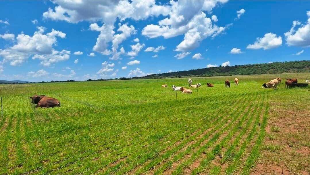 Farm Ranch in Modimolle, Limpopo, South Africa 2 - 17522950