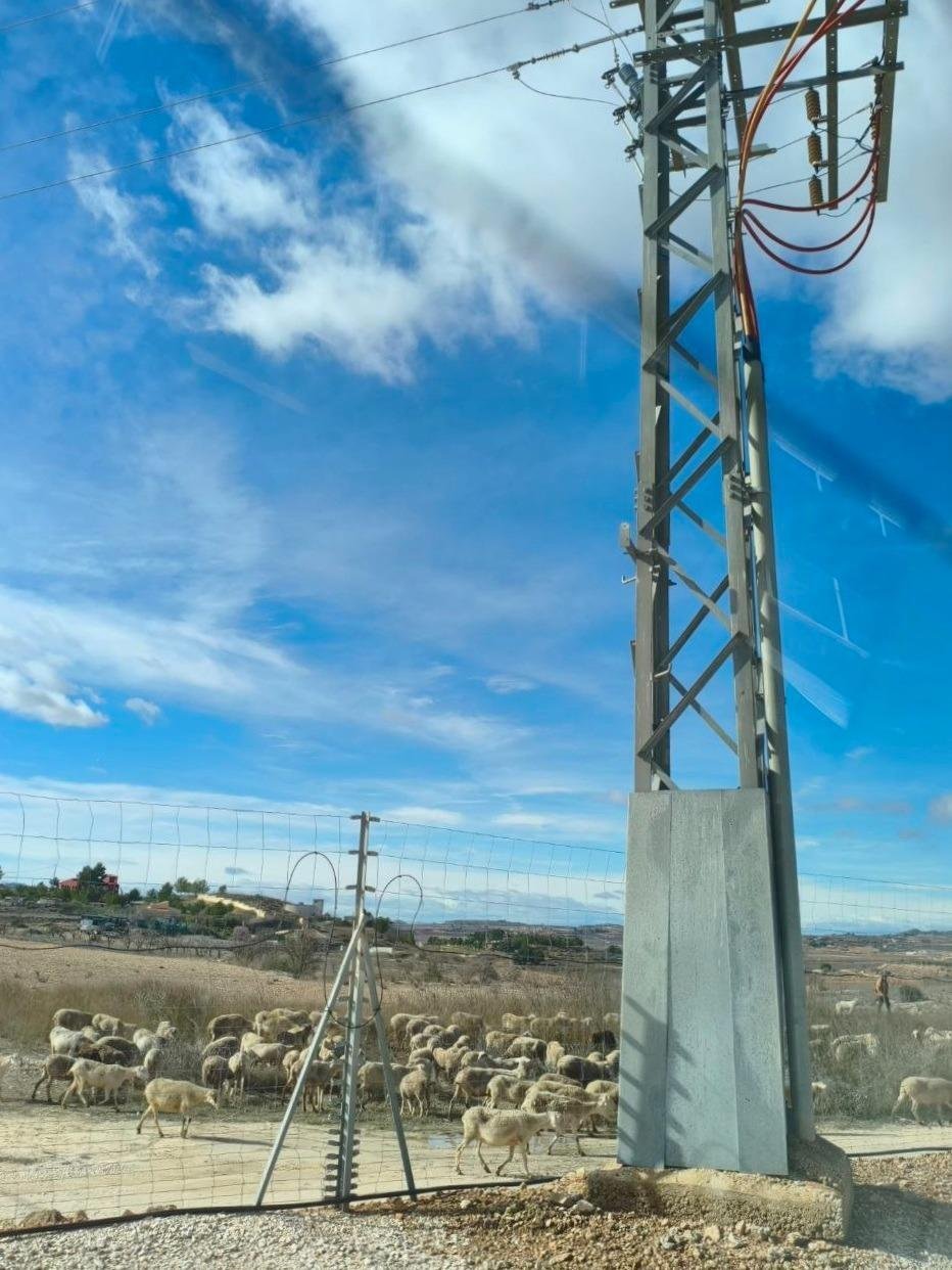 Land in Algorfa, Valencian Community, Spain 4 - 17524630