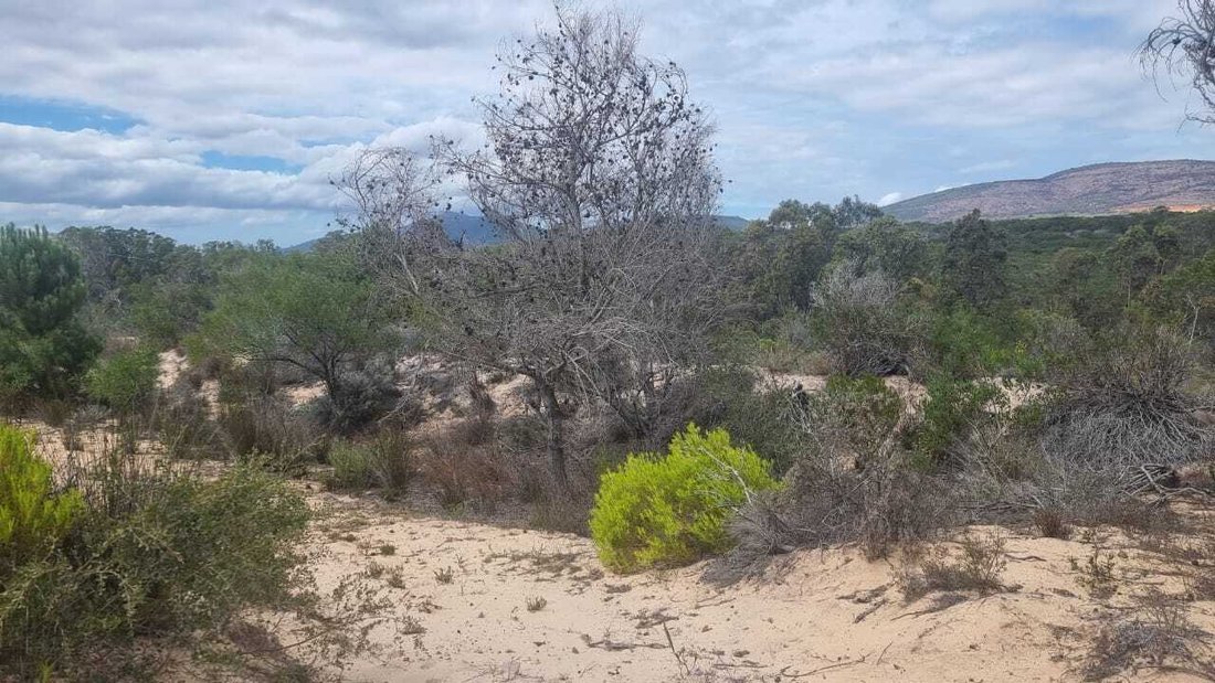 Farm Ranch in Albertinia, Western Cape, South Africa 5 - 17522928