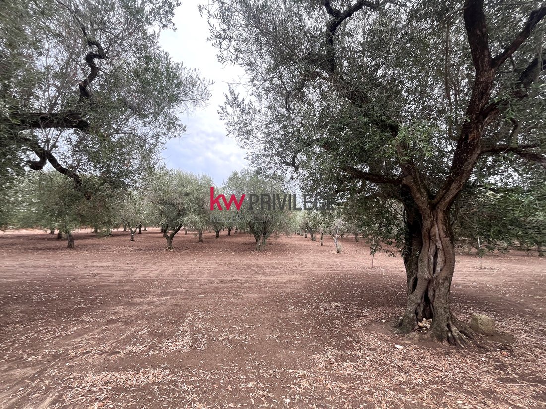 Farm Ranch in San Donaci, Apulia, Italy 2 - 17523553