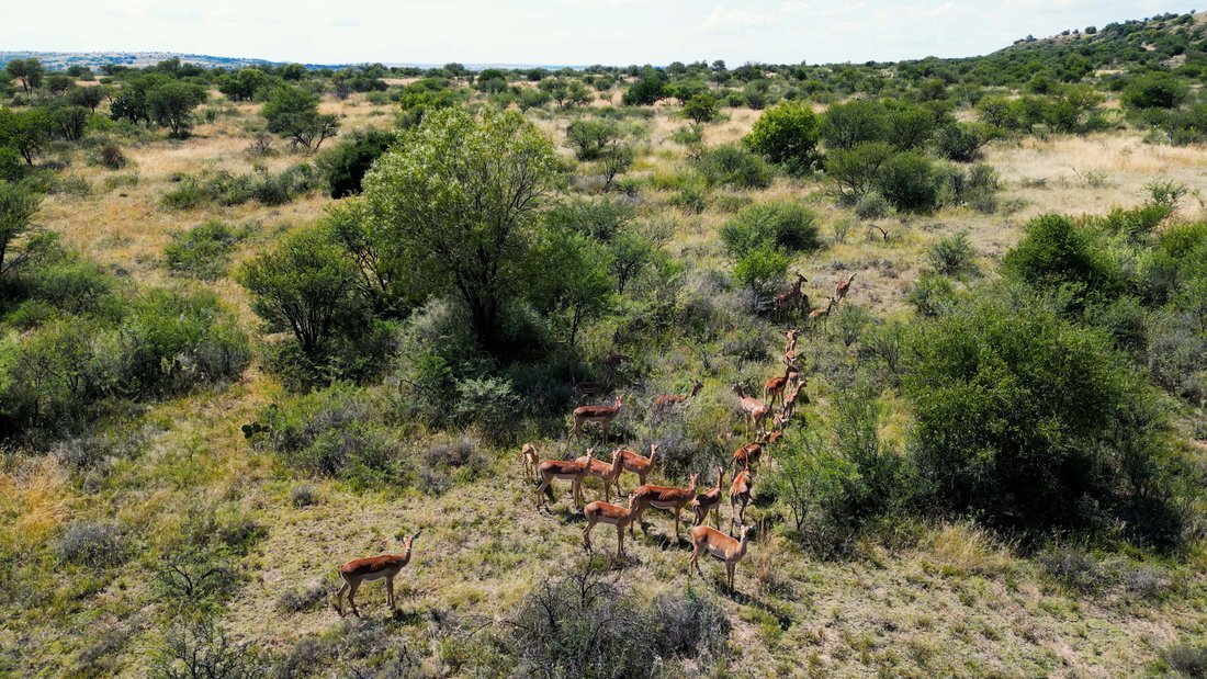 Farm Ranch in Welkom, Free State, South Africa 3 - 17522953