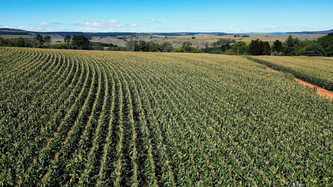Farm Ranch in Nqanqarhu, Eastern Cape, South Africa 1 - 17522943