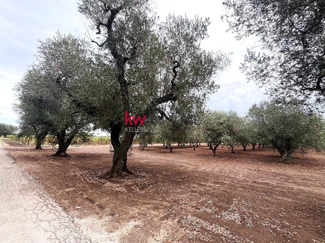 Farm Ranch in San Donaci, Apulia, Italy 3 - 17523553