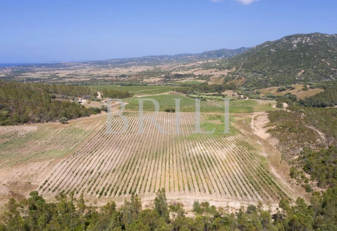 Domaine à Trinità d'Agultu e Vignola, Sardaigne, Italie 3 - 17530747