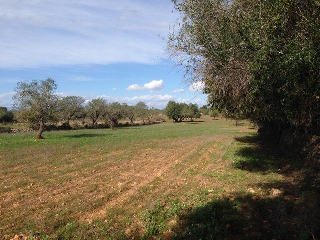 Land in Felanitx, Balearic Islands, Spain 5 - 17530726