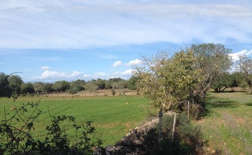 Land in Felanitx, Balearische Inseln, Spanien 1