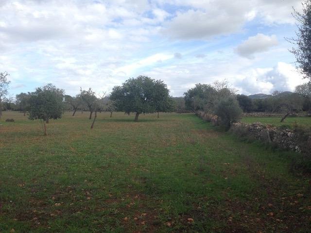 Land in Felanitx, Balearic Islands, Spain 2 - 17530726