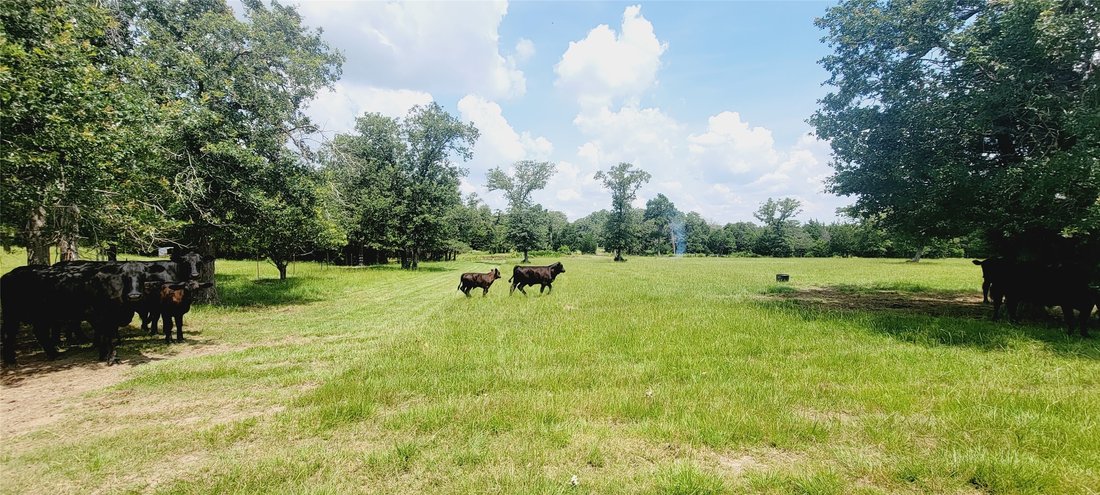 House in Thorndale, Texas, United States 1 - 17530666