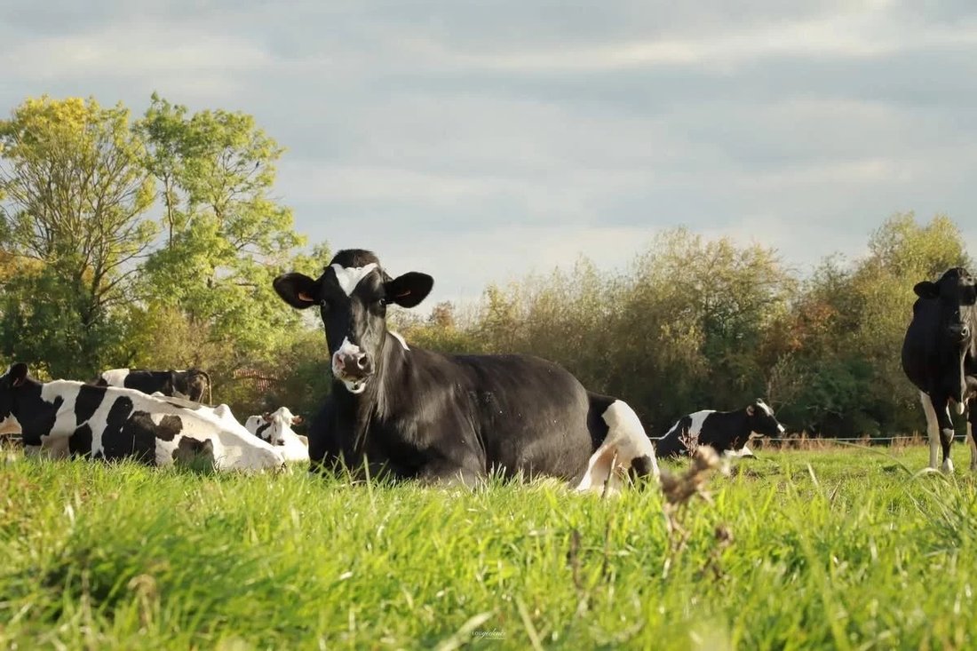 Farm Ranch in Woel, Grand Est, France 5 - 17533659