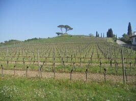 Villa in Buttrio, Friaul-Julisch Venetien, Italien 4 - 16431076