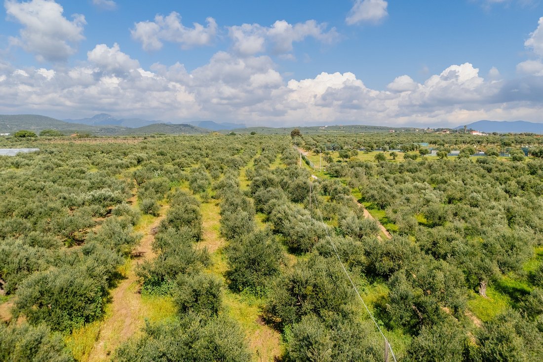 Land in Gargalianoi, Peloponnese, Western Greece and the Ionian, Greece 4 - 17538829