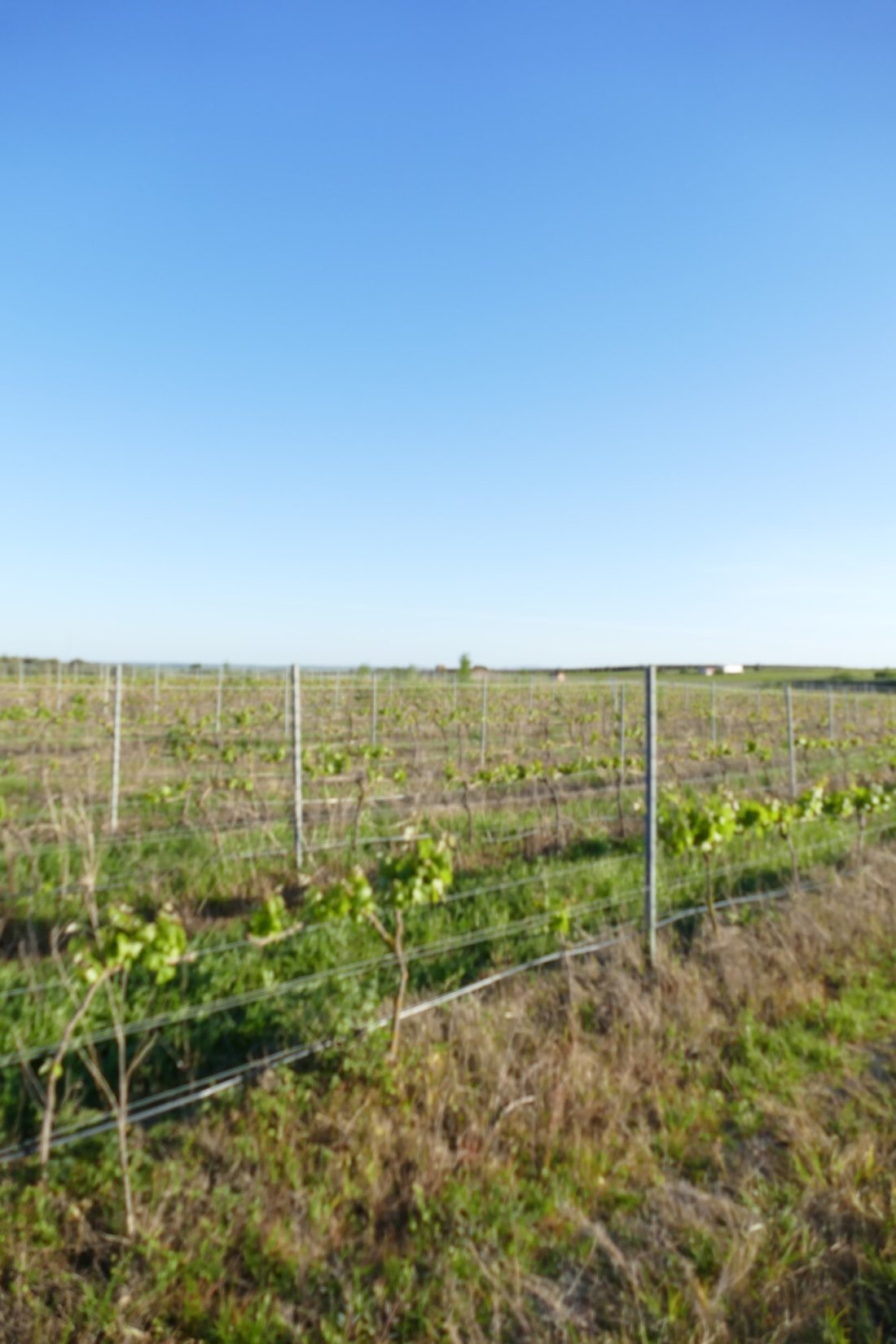 Finca in Cuba, Beja District, Portugal 5 - 17541603